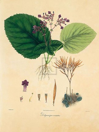 Framed Unpublished East Indian Plants I Print