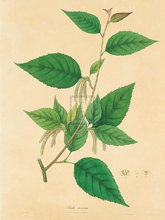 Framed Unpublished East Indian Plants III Print