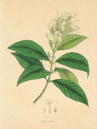 Framed Unpublished East Indian Plants IV Print