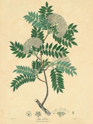 Framed Unpublished East Indian Plants VI Print