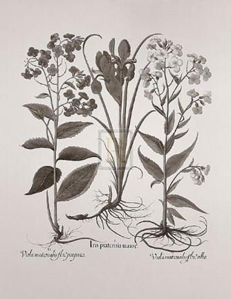 Framed Botanical V Print