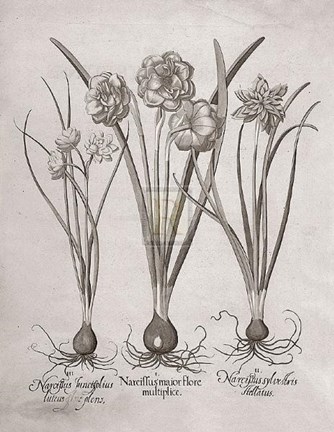 Framed Botanical VI Print