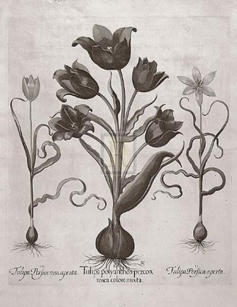 Framed Botanical VII Print