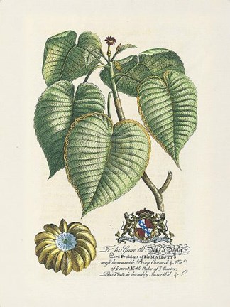 Framed Duke of Dorset Botanical Print