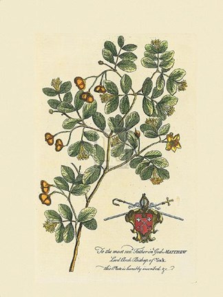 Framed Archbishop of York Botanical Print