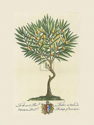 Framed Lord Bishop of London Botanical Print