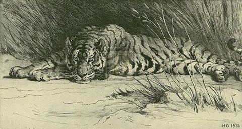 Framed Tiger Resting Print