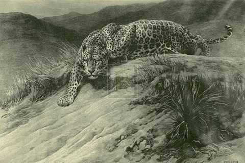 Framed Leopard Print
