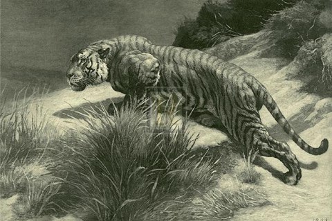 Framed Tiger Print