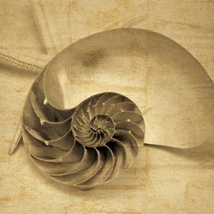 Framed Chambered Nautilus Print