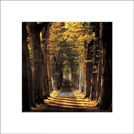 Framed Tree Lined Avenue Print