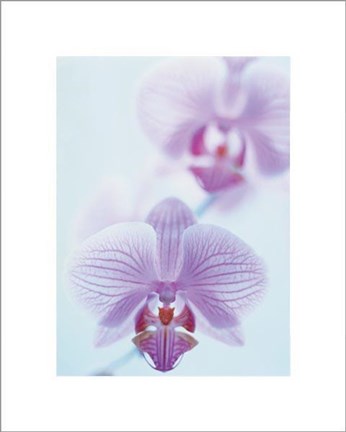 Framed Two Orchids Print