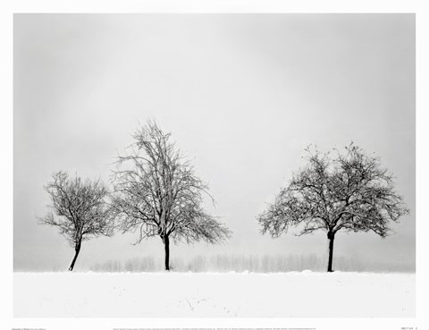 Framed Silhouettes Of Winter II Print