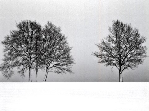 Framed Winter Tree Line II Print