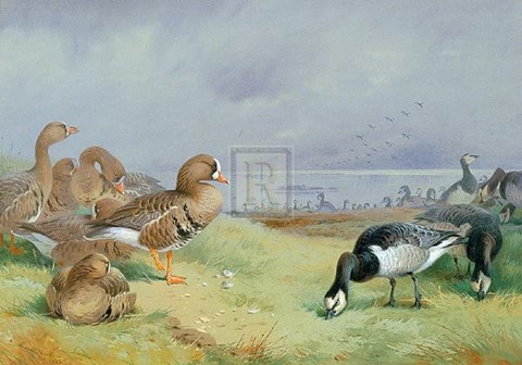 Framed Barnacle Geese Print