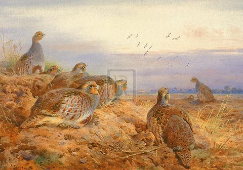 Framed English Partridges Print