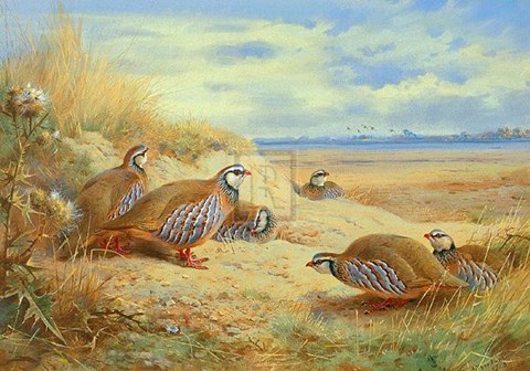 Framed French Partridges Print