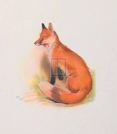 Framed Fox Print