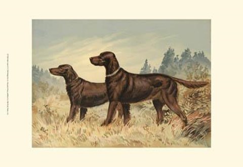 Framed Irish Setter II Print
