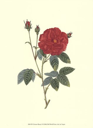 Framed Crimson Beauty I Print