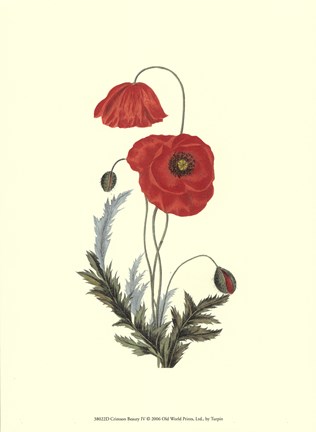 Framed Crimson Beauty IV Print