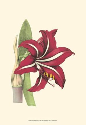 Framed Amaryllis Blooms I Print
