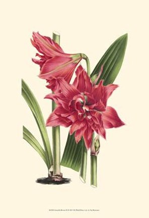 Framed Amaryllis Blooms III Print