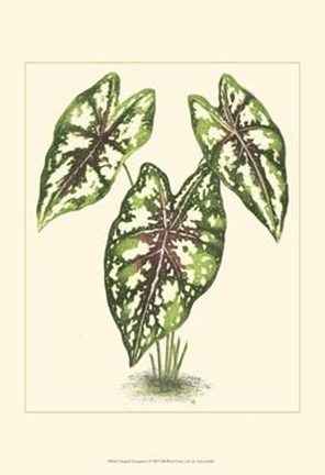 Framed Tropical Variegation I Print