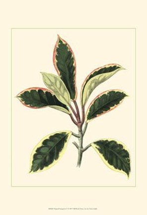 Framed Tropical Variegation V Print