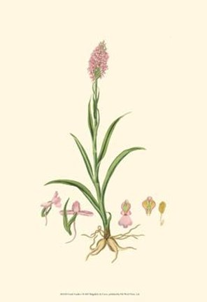 Framed Curtis' Garden I Print