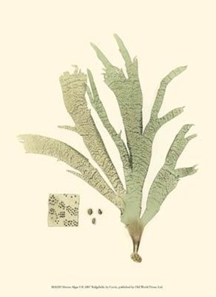 Framed Marine Algae I Print