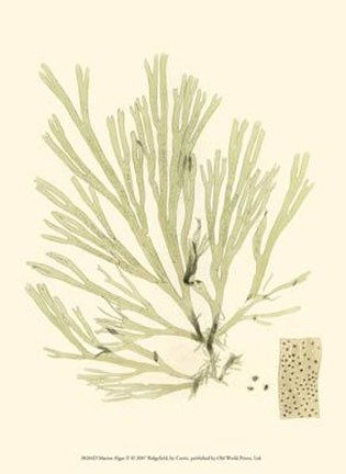 Framed Marine Algae II Print