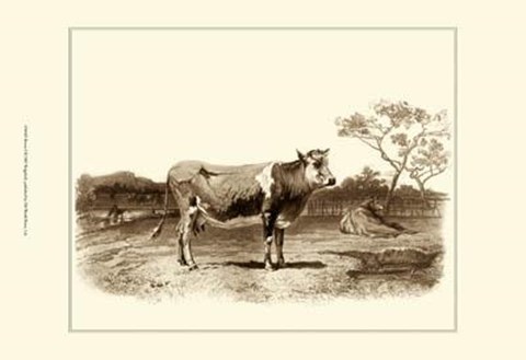 Framed Bovine I Print