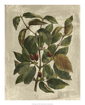 Framed Tree II Print