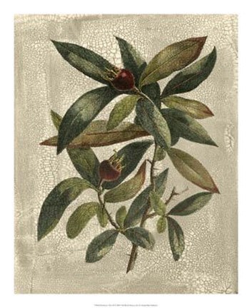 Framed Tree III Print