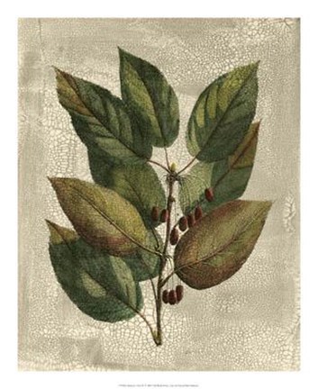 Framed Tree IV Print