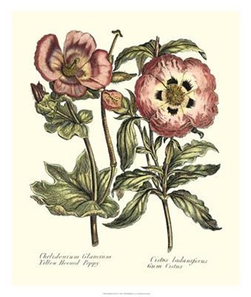 Framed Framboise Floral IV Print