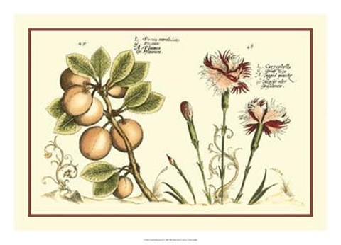 Framed Garden Botanica II Print