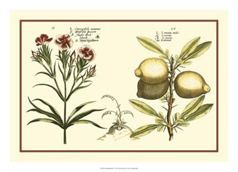 Framed Garden Botanica IV Print
