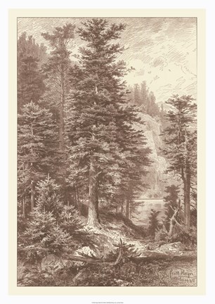 Framed Sepia Noble Fir Print