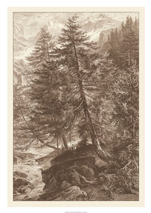 Framed Sepia Larch Tree Print