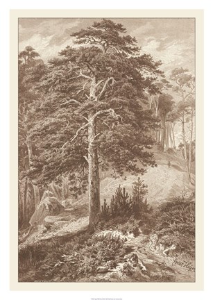 Framed Sepia Wild Pine Print