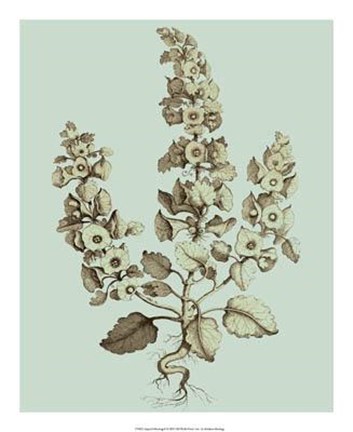 Framed Imperial Munting II Print