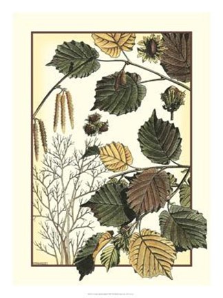 Framed Arts And Crafts Hazelnut Print