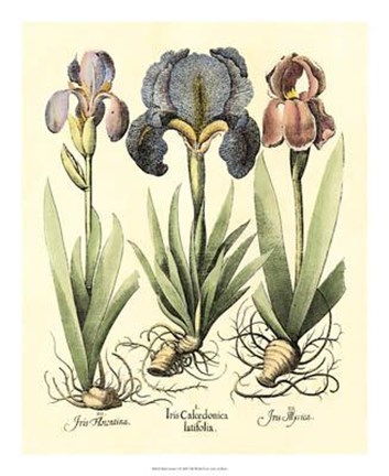 Framed Bulb Garden I Print