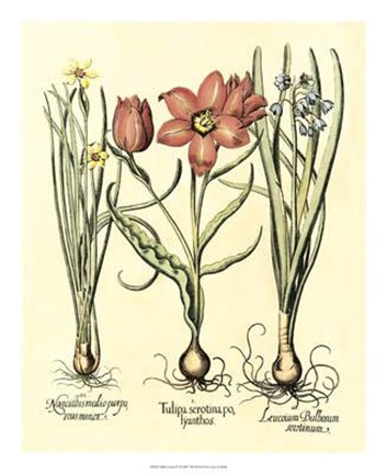 Framed Bulb Garden IV Print