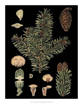 Framed Dramatic Conifers I Print
