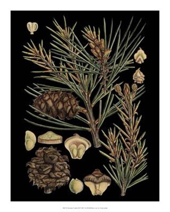 Framed Dramatic Conifers II Print