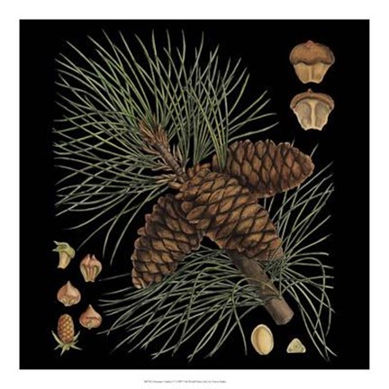 Framed Dramatic Conifers V Print