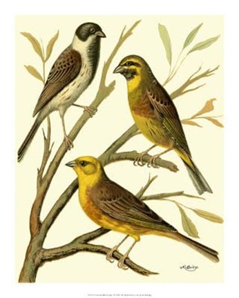 Framed Domestic Bird Family I Print